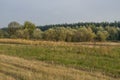 ÃÂ¡ornfield in the early autumn. Dry plants around. Green trees far away. Morning